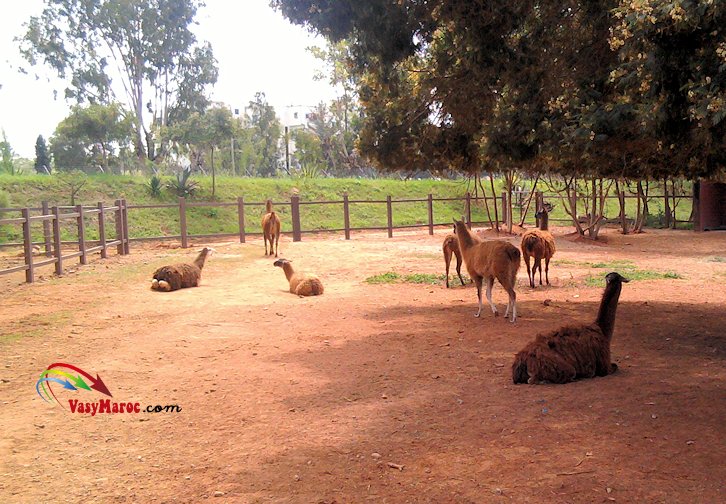 Zoo national - Rabat (la ferme pédagogique)