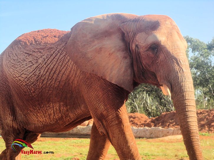 Rabat-zoo national - éléphant