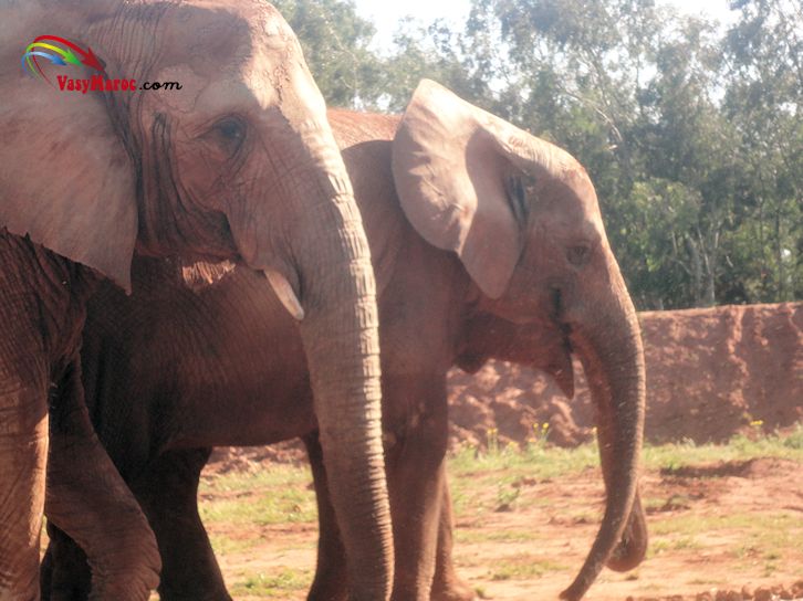Rabat-zoo national -éléphant 2