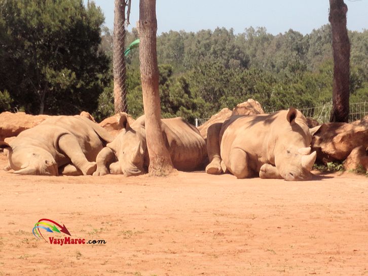 Rabat-zoo national - rhinocéros